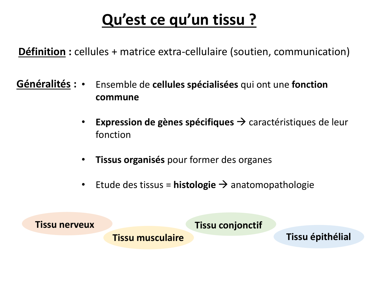 La définition du support : cellules + matrice extracellulaire.